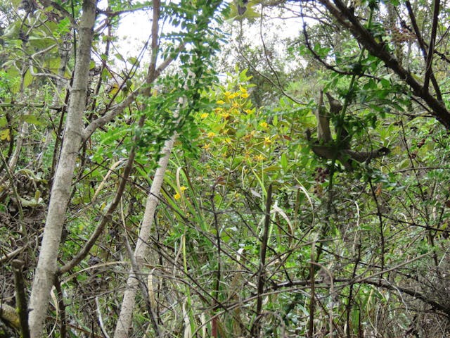 圖二十、南美拖鞋蘭（Phragmipedium reticulatum）