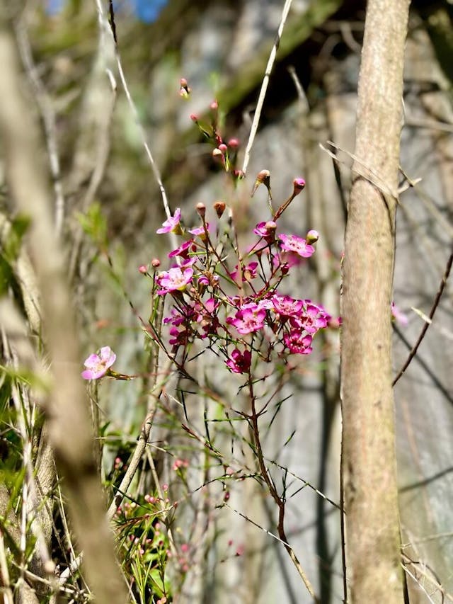 花開富貴。