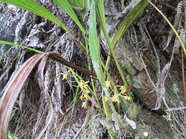 圖四十二、長壽蘭（Xylobium leontoglossum）