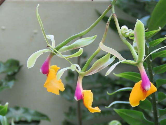 圖十六：樹蘭（Epidendrum）。