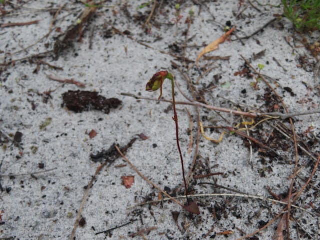 圖二十三：鴨子蘭Paracaleana nigrita（Flying Duck Orchid）