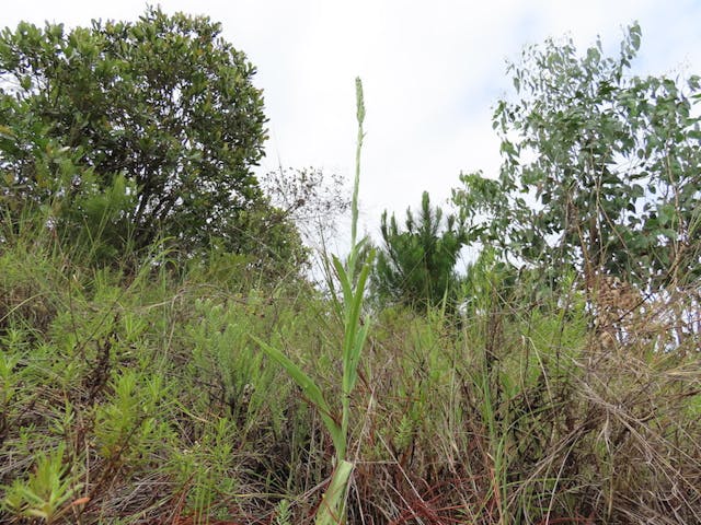 圖二十四：鳥足蘭屬 Satyrium trinerve