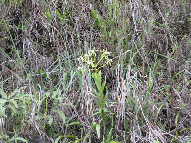 圖五十三、樹蘭（Epidendrum lacustre）