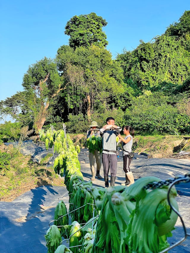 港大農耕團隊希望透過創新方式促進當地生產，刺激農村創新和當地經濟。