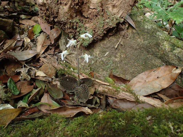 圖三：容氏開唇蘭 (Anoectochilus roxburghii)