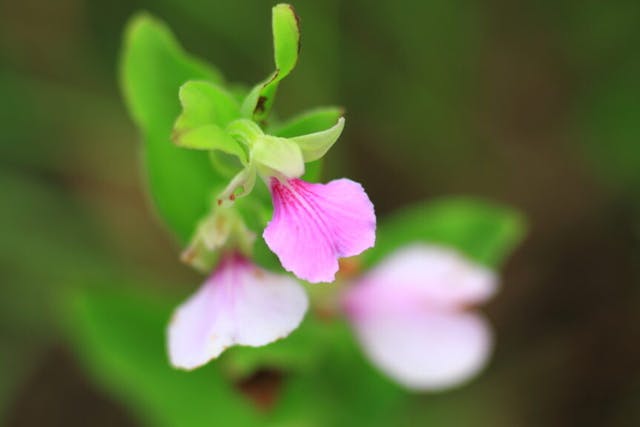 圖三：短距苞葉蘭（Brachycroythis galeandra）