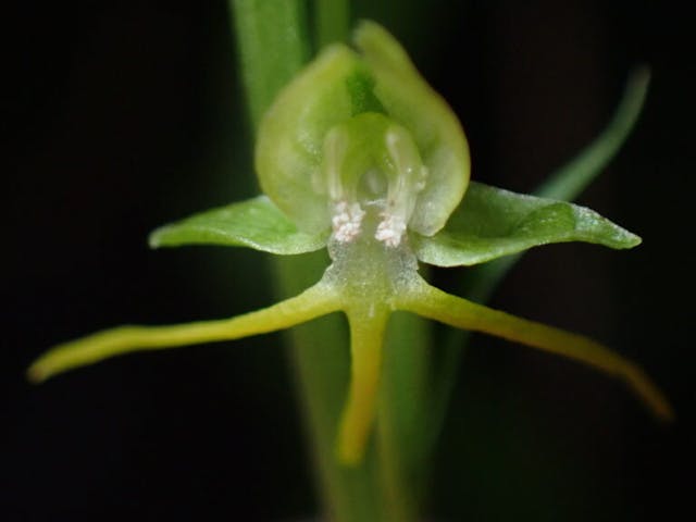 圖十八：天使蘭（Habenaria leptoloba）