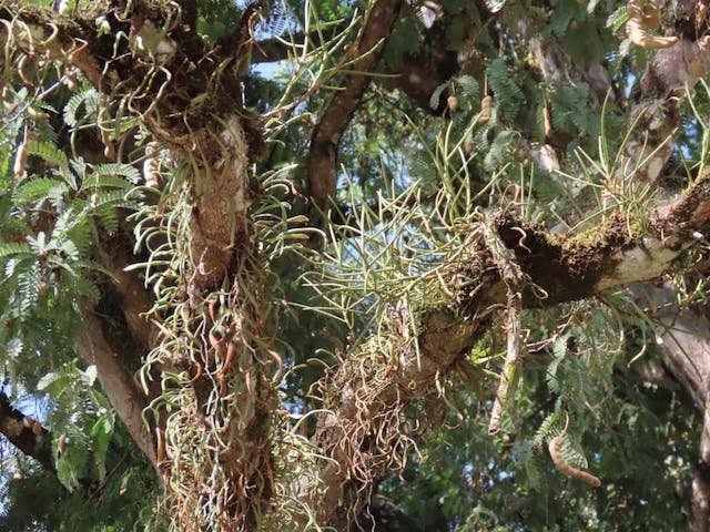 （圖三十三）鳳蝶蘭（Papilionanthe teres）