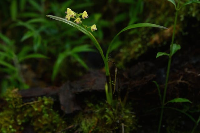 圖十，多穗蘭屬Polystachya rhodochila