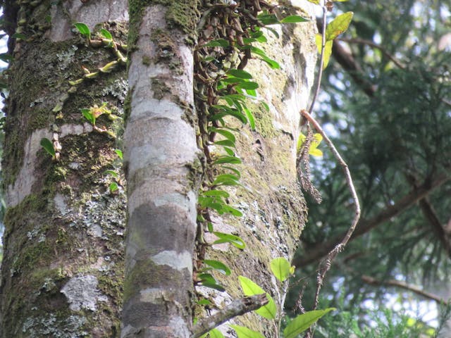 圖二十、臘着頦蘭（ Epigeneium nakaharae）。