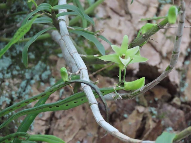 圖三：黃花石斛（Dendrobium tosaense）