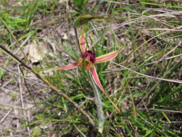 圖十四：蜘蛛蘭Caladenia brownii（Karri Spider Orchid）