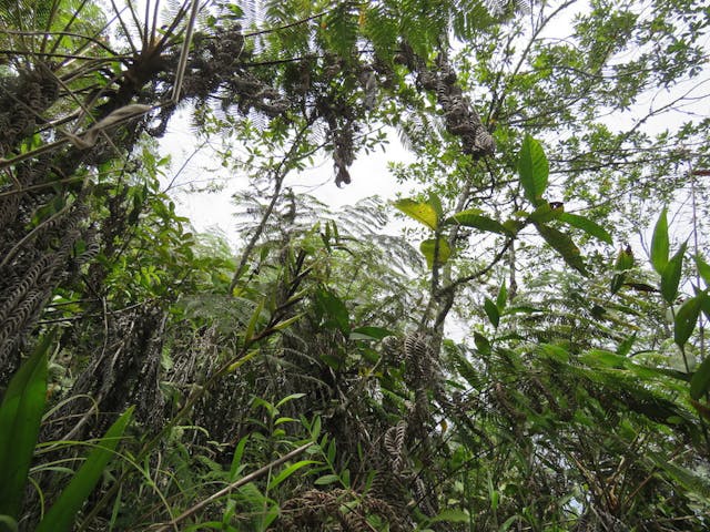 圖四十、山坡上方樹蔭較多，特別適合南美拖鞋蘭（Phragmipedium czerwiakowianum）的生長