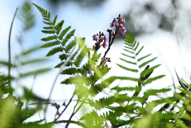 圖十七，多穗蘭屬Polystachya rosea