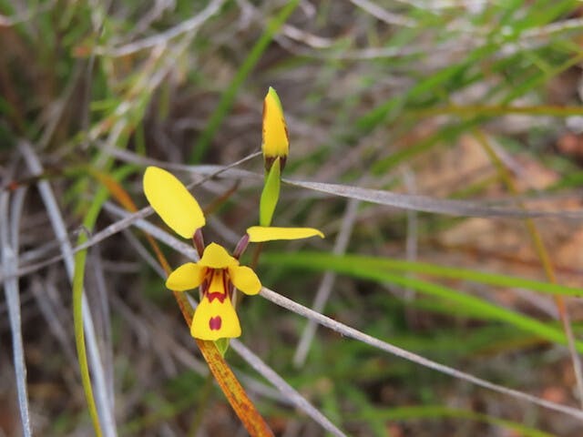 圖十八：驢子蘭Diuris laxiflora（Bee Orchid）