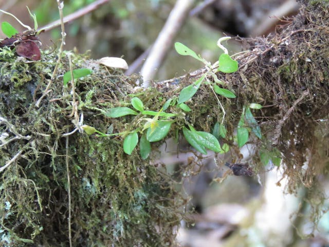 圖二十、Platystele schmidtchen