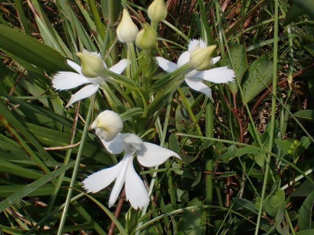 圖二十九：鵝毛玉鳳花（Habenaria dentata）