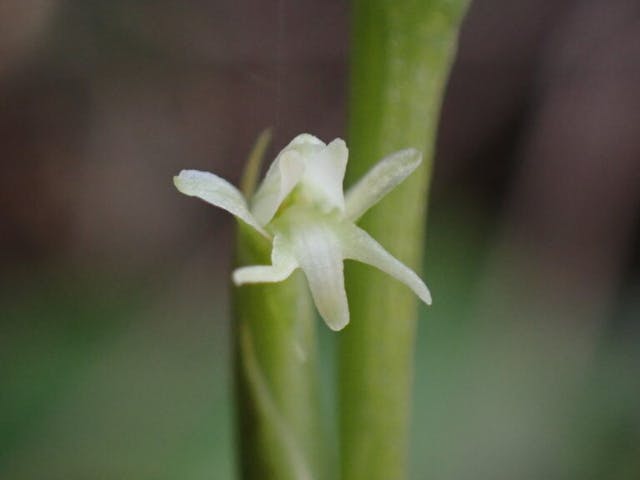 圖三十三：短裂闊蕊蘭（Peristylus intrudens）