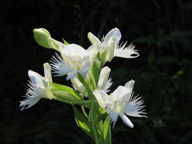 圖五：白蝶蘭（Pecteilis susannae）