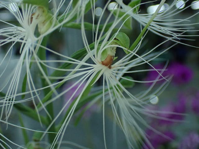 圖九：玉鳳蘭Habenaria medusa