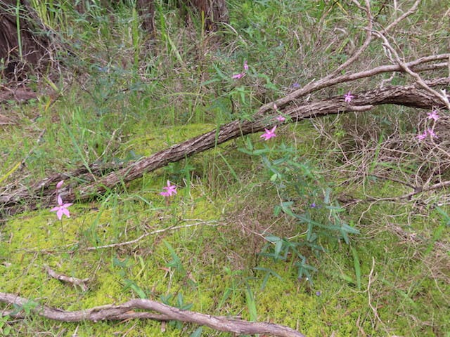 圖十六：腺唇蘭Caladenia latifoliaa（Pink Fairies Orchid）