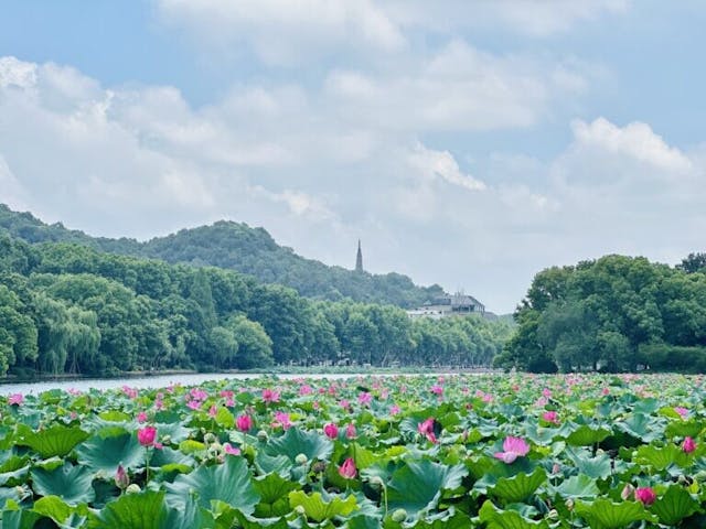 西湖盛夏：接天蓮葉無窮碧，映日荷花別樣紅。（作者攝）