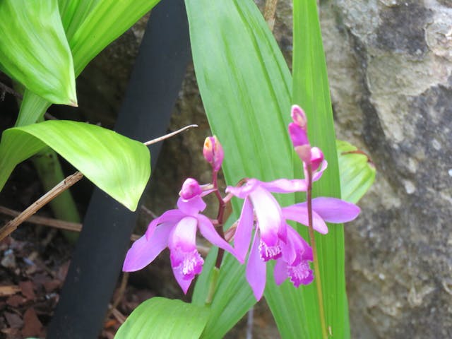 圖三十二：白芨蘭（Bletilla striata）。