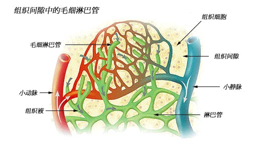 淋巴循環的效率是十分被動，而且整個淋巴系統的途程比血管還要長，尤其位處四肢末端的淋巴液要反地心吸力向上流動。（Wikimedia Commons）