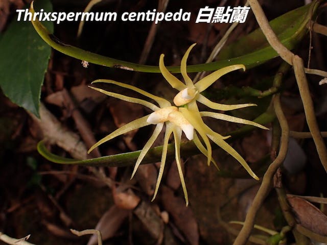 圖九、白點蘭（Thrixspermum centipeda）