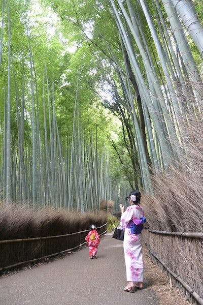 竹林修飾得工整如同凡爾賽宮的人造花園，森天筆直，遮天蓋日。