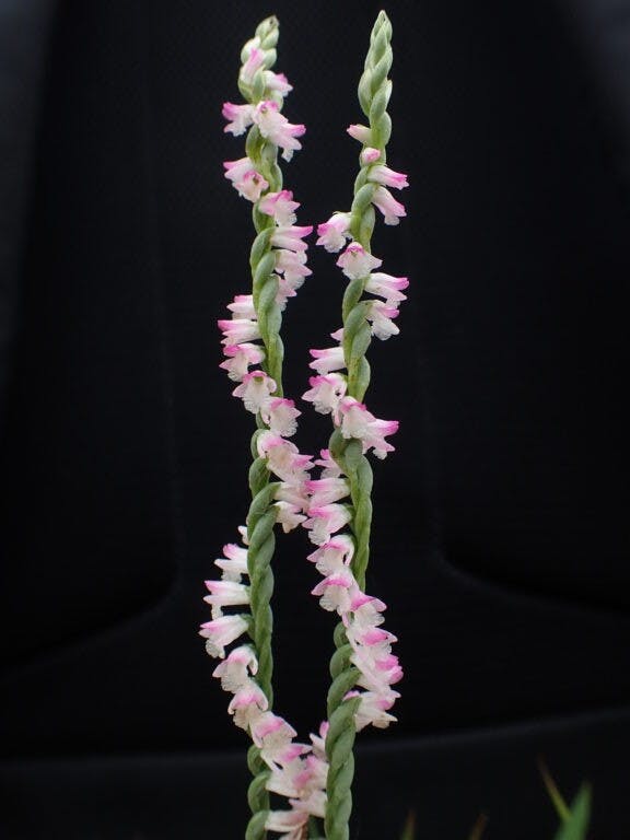 圖十五：綬草（Spiranthes sinensis）