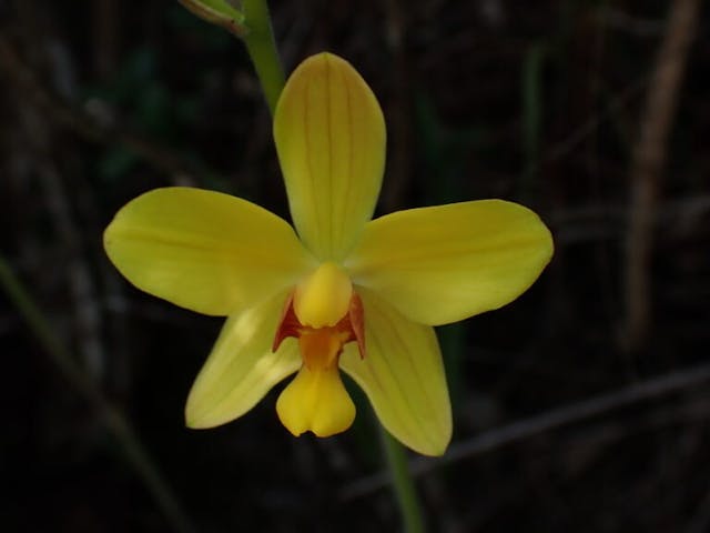 圖十二：苞舌蘭（Spathoglottis pubescens）