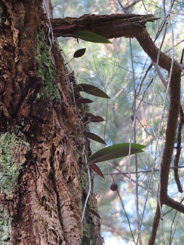 圖三：長在樹上的隱柱蘭（Cryptostylis ovata）。