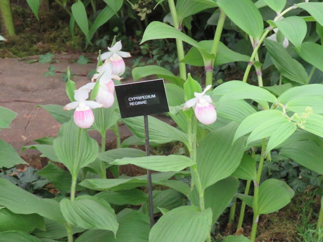 圖十二：折葉蘭（Sobralia macrantha var. alba）。