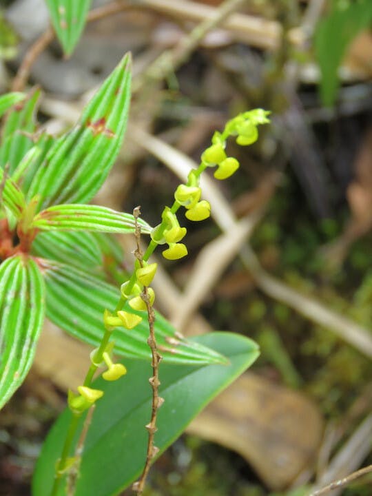 圖三十二、紅茹氏蘭（Rodriguezia lanceolata）