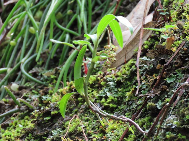 圖十四，多穗蘭屬Polystachya fusiformis