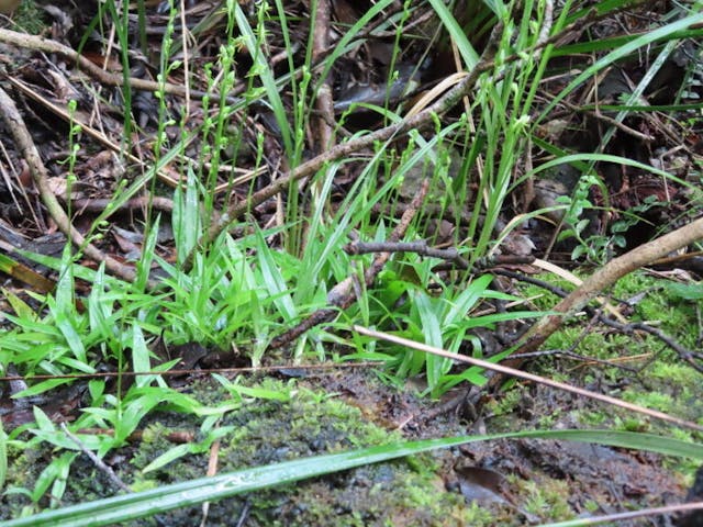 圖十六：天使蘭（Habenaria leptoloba）