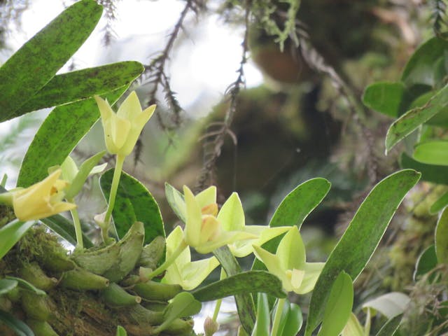 圖十六：正在開花的阿里山豆蘭（Bulbophyllum pectinatum）。