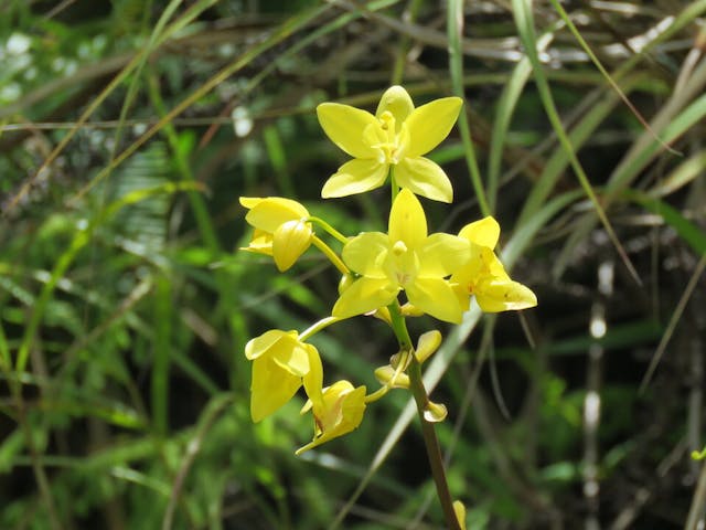 圖四、苞舌蘭（Spathoglottis）。