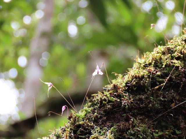 圖八，豆蘭屬Bulbophyllum lichenophylax