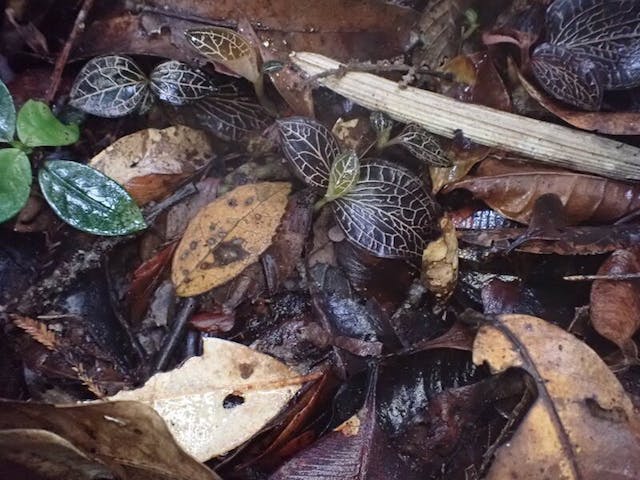 圖十二：金線蓮（Anoectochilus monicae）