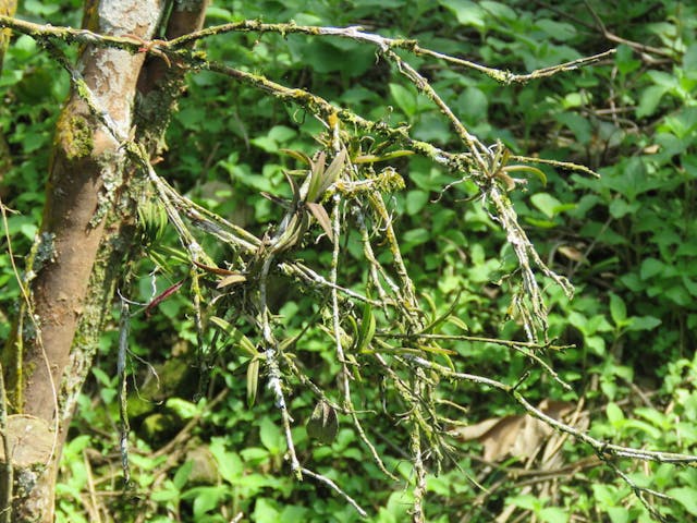 圖三十五、台灣風蘭（Thrixspermum formosanum）。