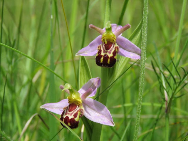 圖十七：蜂蘭（Ophrys apifera）。