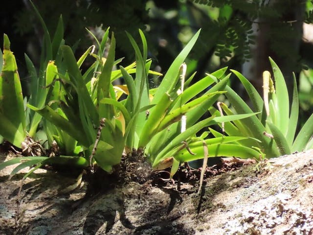 （圖十五）扁葶鳶尾蘭（Oberonia pachyrachis）