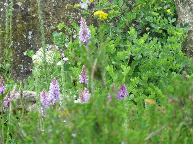 圖三十：掌裂蘭（Dactylorhiza fuchsii）。