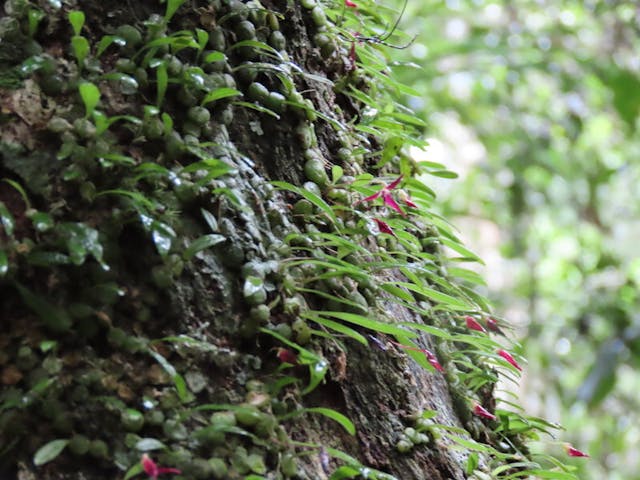 圖三，豆蘭屬Bulbophyllum onivense