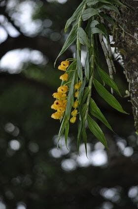 圖三十三：朋友證實了筆者追蹤五年的石斛真的是束花石斛（Dendrobium chrysanthum）（朋友攝於10月7日）