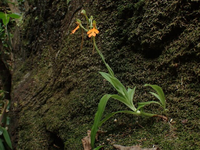 圖二十六：橙黃玉鳳花（Habenaria rhodochelia）