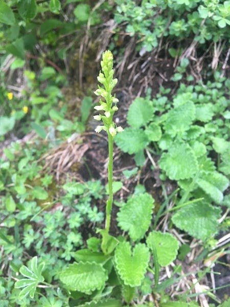 圖十五：角盤蘭（Herminium monorchis）。