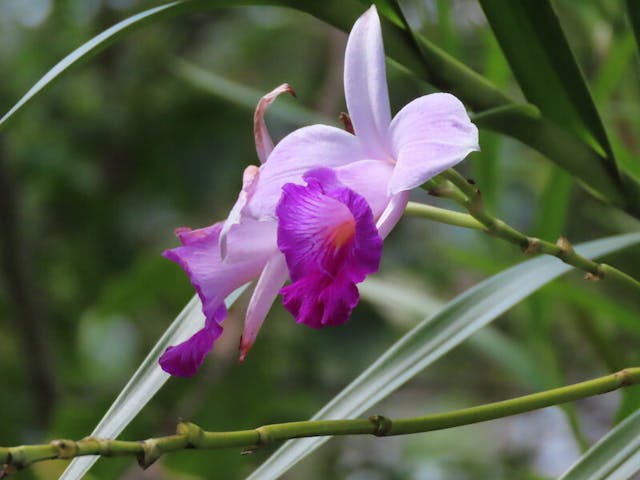 圖二：竹葉蘭（Arundina graminifolia）